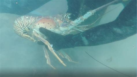 How To Catch Florida Spiny Lobster Youtube