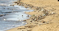 Polluted beaches