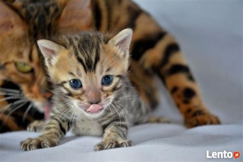 Ulubione przez dzieci zwierzątka możesz dowolnie kolorować. kot bengalski małe kotki