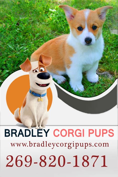 19.02.2019 · corgi for adoption near me. Red Corgi Puppies For Sale | Corgi Puppies For Sale Near ...