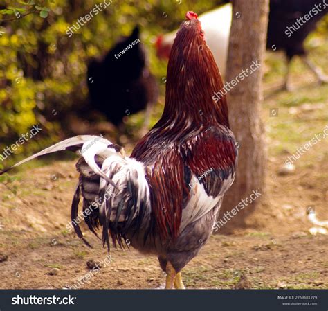 Game Fowl Rooster Side View Stock Photo 2269681279 Shutterstock