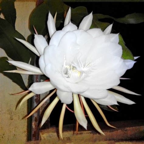 Buy Brahma Kamal Flowering Plants Online At Plants Bazar