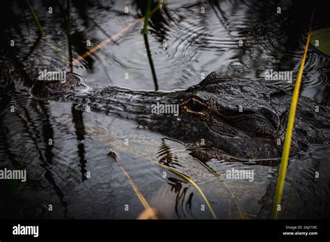 Alligator Hiding In An Alligator Hole In Everglades National Park As