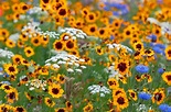 12 Types of Wildflowers for Summer Gardens