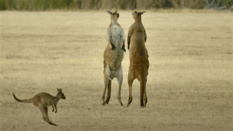 Kangaroo Kicking Youtube