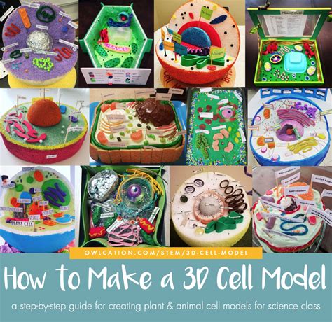 How To Create 3d Plant Cell And Animal Cell Models For