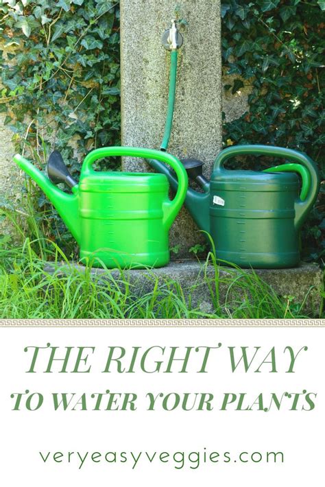 The Right Way To Water Your Garden Gardening For Beginners Vegetable
