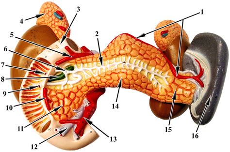 Spleen Kidney Pancreas Model Anterior Diagram Quizlet