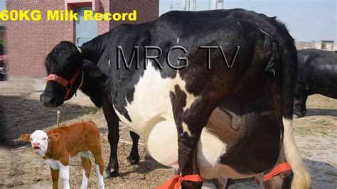 world biggest udder australian fresian cow 60kg milk capacity youtube