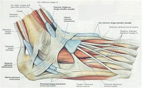 Foot Anatomy Bones Muscles Tendons Ligaments Hot Sex Picture