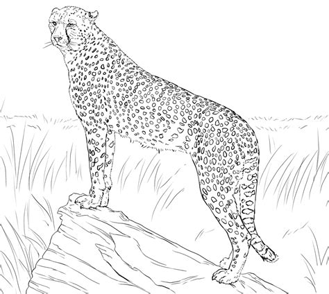 Is a cheetah coloring pages are a fun way for kids of all ages to develop creativity, focus, motor skills and color recognition. Running Cheetah Coloring Pages at GetColorings.com | Free ...