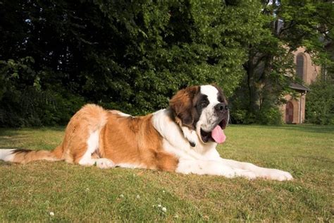 3 Extra Large Dog Breeds With Pictures And Names