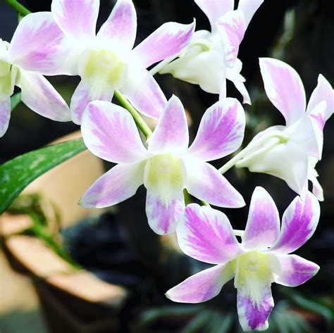 Dendrobium Lucian Pink Splash Mutation Toh Garden Singapore Orchid Plant And Flower Grower