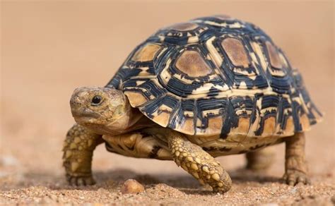 But which is best for you. 10 Best Pet Tortoise Breeds for Beginners - Everything ...