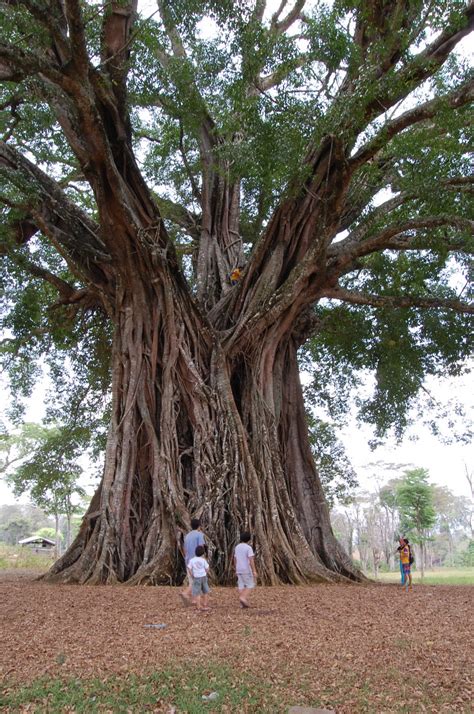 Adventures In Sustainability The Heritage Tree Of Canlaon Negros Oriental