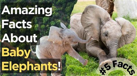 5 Amazing Facts About Baby Elephants Explorers Diary Youtube