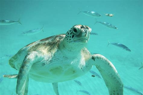 Barbados Turtle And Shipwreck Snorkel Adventure Bridgetown Project