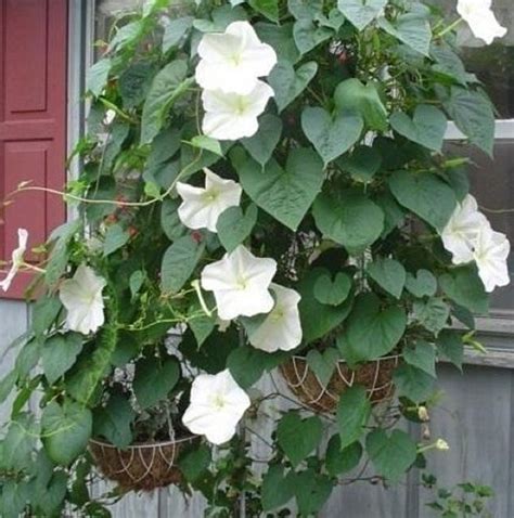 Moon Vine Moonflower 25 Seeds Ipomoea Alba Large White Morning Glory