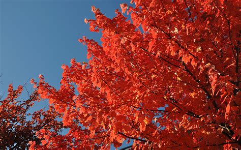 Picture Leaf Maple Red Autumn Nature Branches