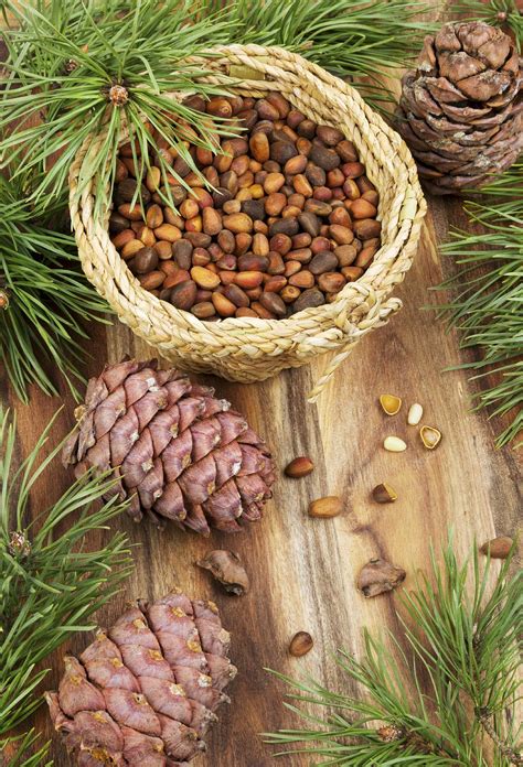 A fear of phytates is also behind the trend for activating nuts by soaking and then drying them. Where Do Pine Nuts Come From: Harvesting Pine Nuts From ...