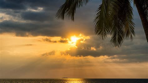 3840x2160 Tropical Palm Tree Beside Sunset Ocean 5k 4k Hd 4k Wallpapers