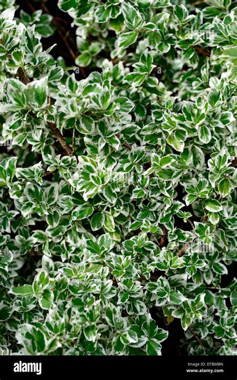 Euonymus Fortunei Silver Queen White Green Variegated Foliage Leaves