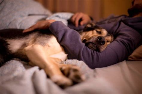 Dormire Con Cane Il Mio Cane Portale Sui Cani