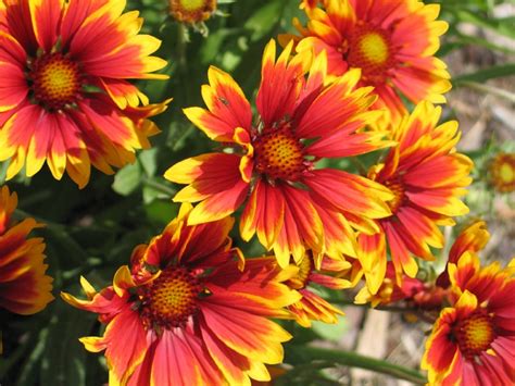 Annual plants that bloom all summer do well in hanging baskets and as container plants on the patio, or use annuals along walkways and as borders around your perennial. 21 Plants That Bloom All Summer Long