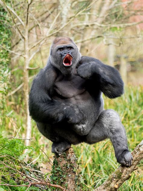 This Gorilla Is 28 Stone Of Muscle And He Wants To Fight You Metro News