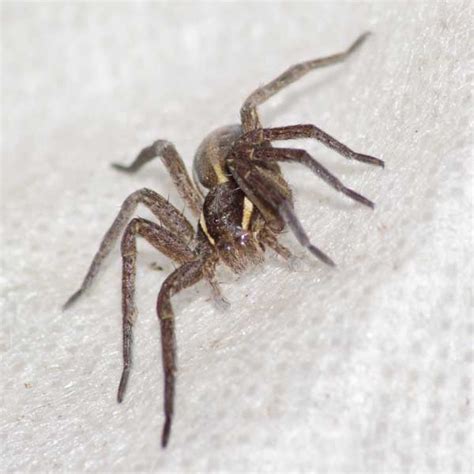 Domestic House Spider Identification Western Exterminator Of Las Vegas