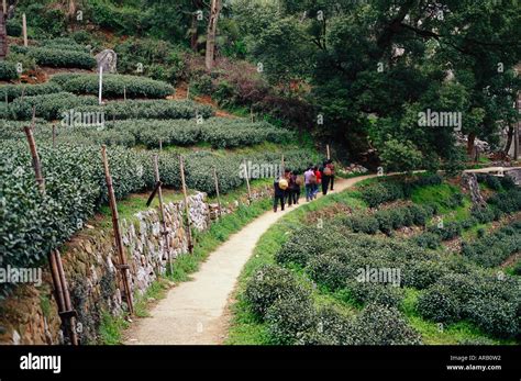 Tea Plantation Hangzhou China Stock Photo Alamy