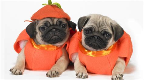 45 Cool Dog Costumes Collection