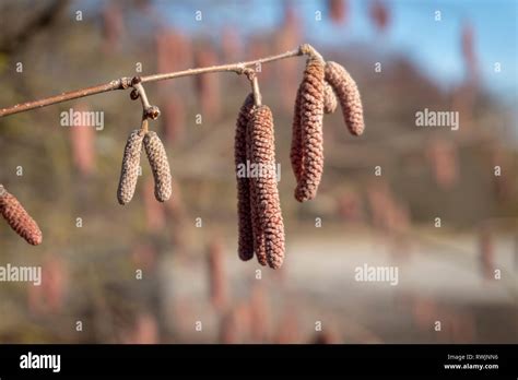Dry Catkins Of Reddish Color Hanging On The Twig Of Birch Or Alder Tree