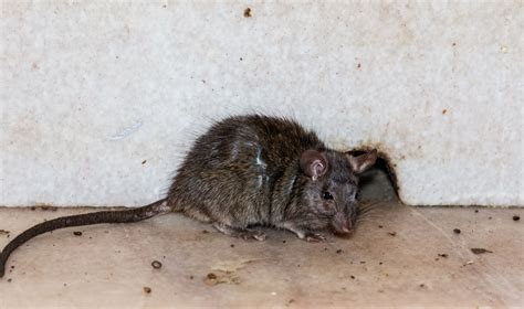 Why Rat And Mouse Infestations Are A Health Hazard