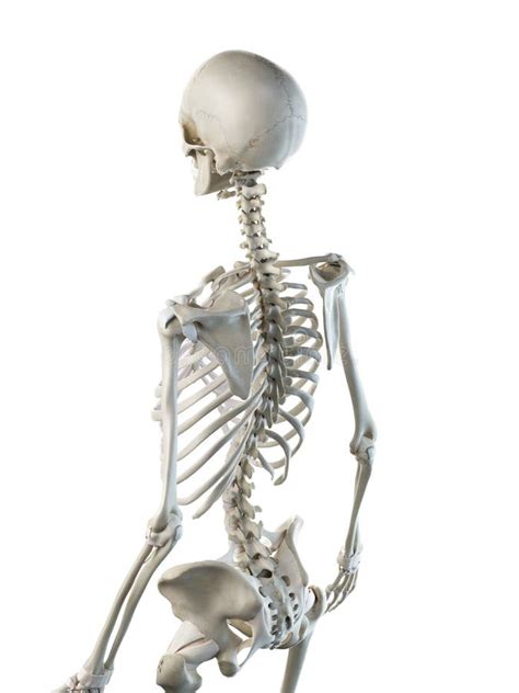 Une épaule Squelettique De Femelles Illustration Stock Illustration