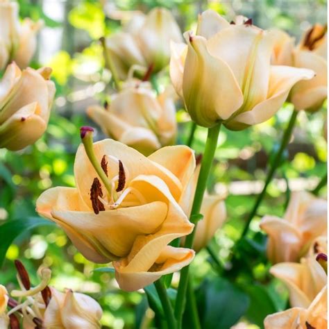 Get Lily Apricot Fudge Summer Flowering Bulb Lilium In Mi At English