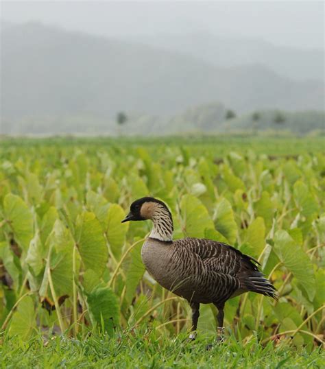 Hawaiis State Bird Continuing The Taro Theme Here Is A Ha Flickr