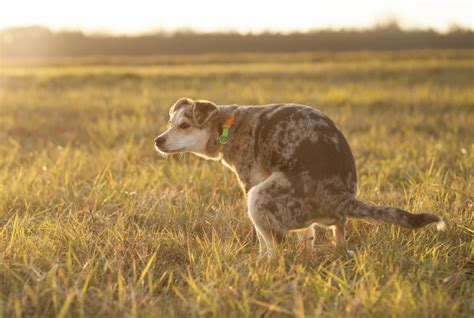 A Rainbow Of Dog Poop 💩 What Your Dogs Poop Color Means Rocky Kanaka