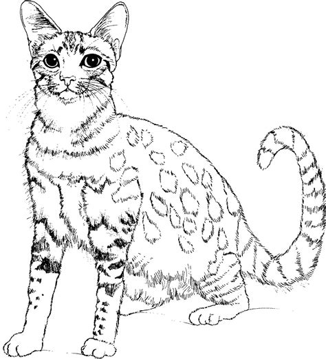Download Big Cat Coloring Pages at GetColorings.com | Free ...