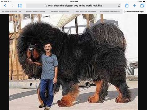 Huge Dog Breeds Huge Dogs Giant Dogs I Love Dogs Biggest Dog Breeds