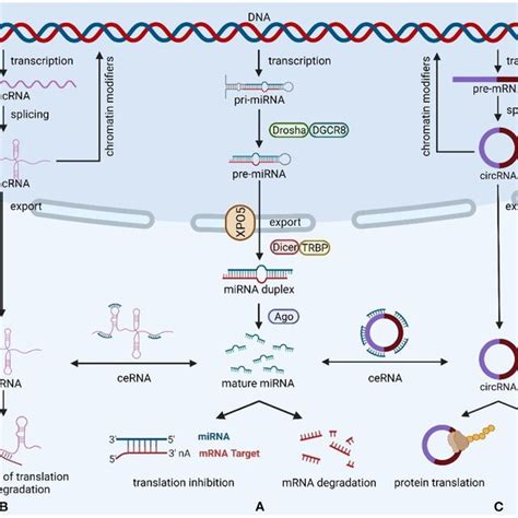 Biogenesis And Function Of Mirnas Lncrnas And Circrnas A The