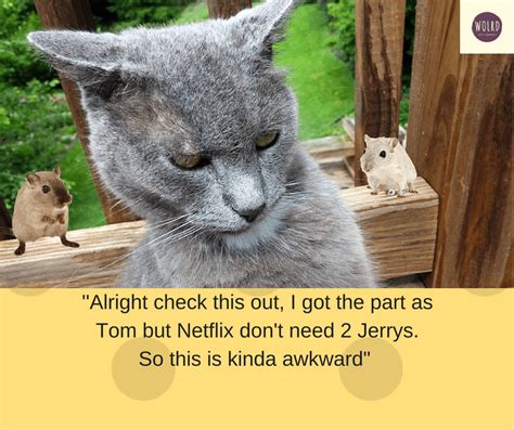 Funny Cat Memes 1 Cat And 2 Mice Meeting To Talk About Tv Show