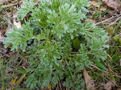 Close Up Of Fresh Wormwood Artemisia Absinthium L Herb In The City Park