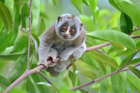 The Bengal Slow Loris Disappearing Gently Into That Good Night