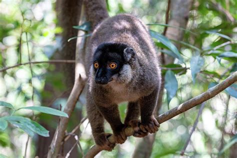 Common Brown Lemur Eulemur Fulvus Madagascar Wildlife Animal