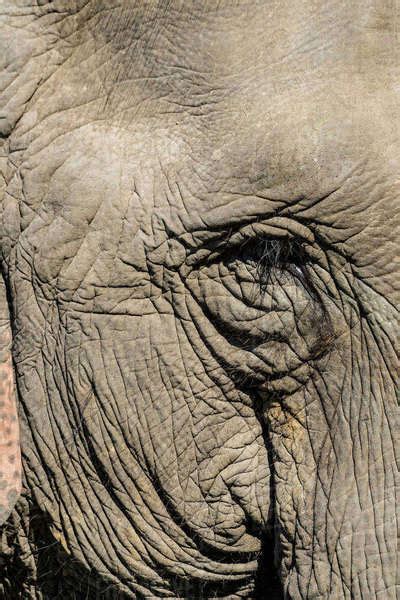 Indian Elephant Elephas Maximus Indicus Portrait Kaziranga National