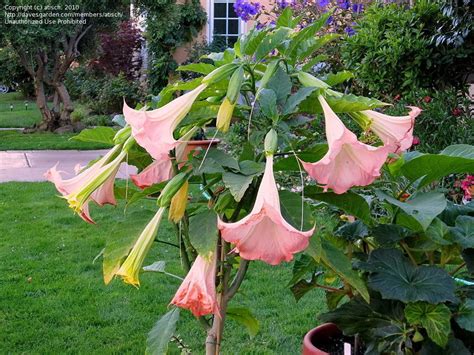 Plantfiles Pictures Brugmansia Angel Trumpet Angels Trumpet Frosty