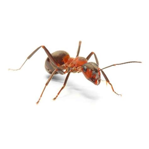Field Ant Identification Habits And Behavior Anderson Pest Solutions