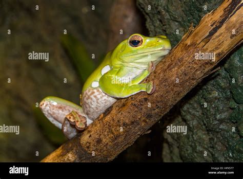 Closeup Of Mexican Dumpy Frog Stock Photo Alamy