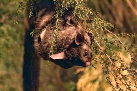 Mountain Pygmy Possum Taken During A Visit To Healesville Flickr